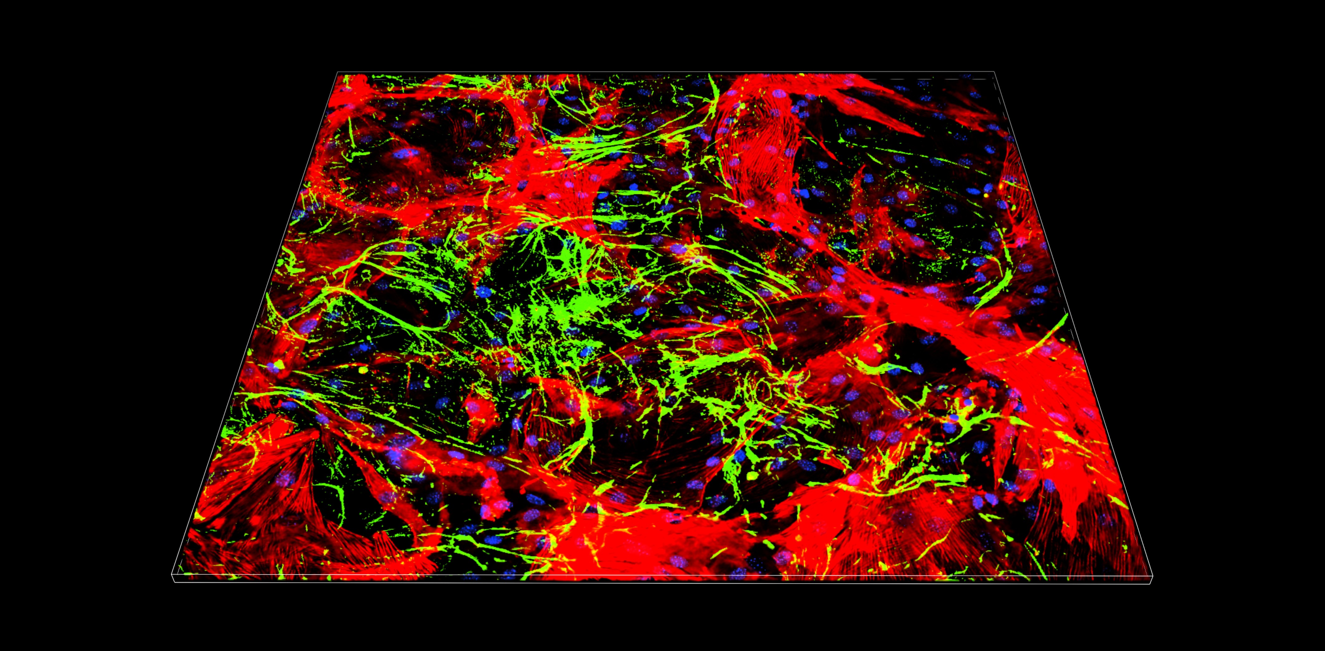 Regenerative Therapies